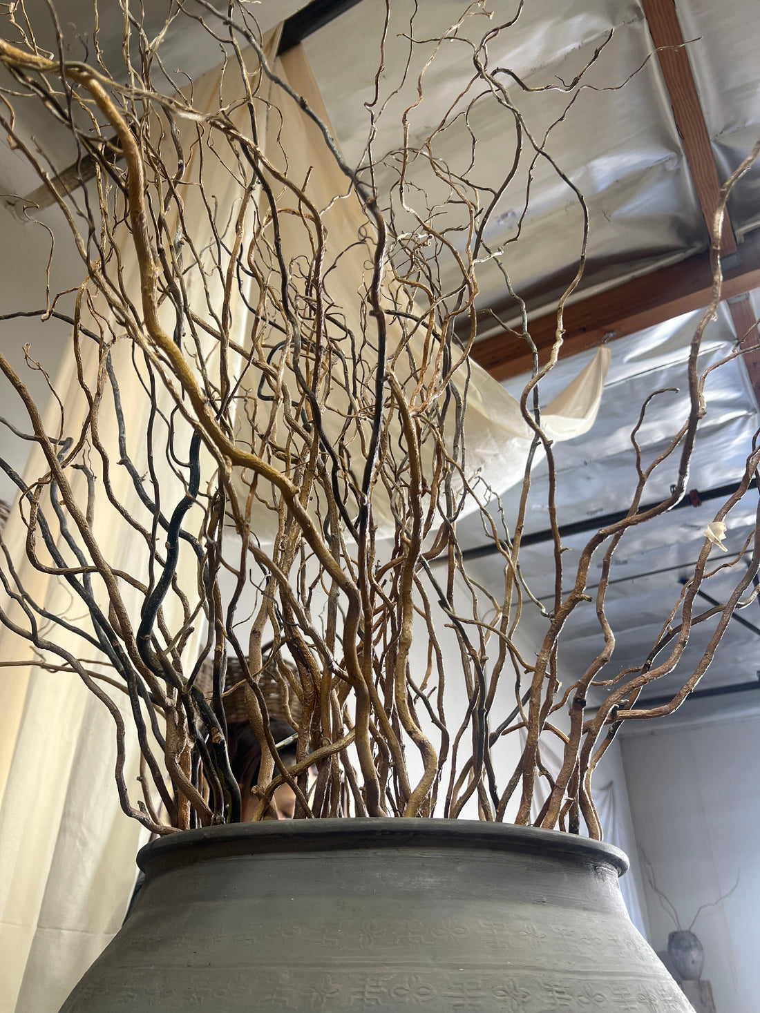 Natural Curly Willow Branches