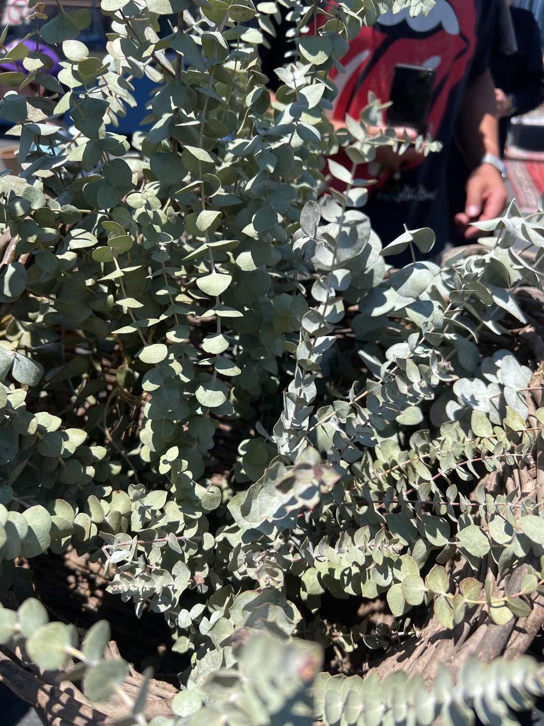 Dry Eucalyptus