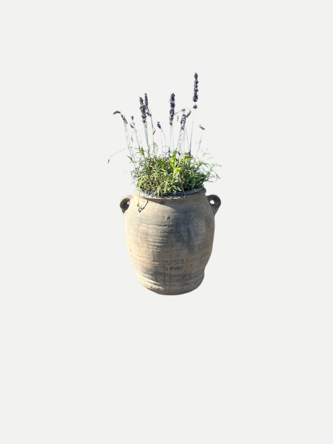 English lavender blue spear with pot