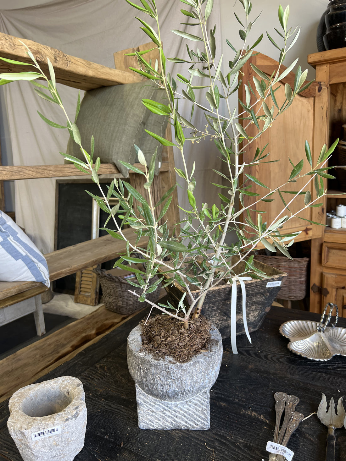 Olive in Pot
